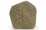 Very Detailed Ordovician Brittle Star (Ophiura) - Morocco #320949-1